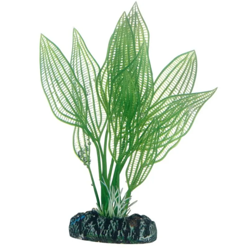 hobby_aponogeton_0.webp HOBBY Aponogeton Outlet