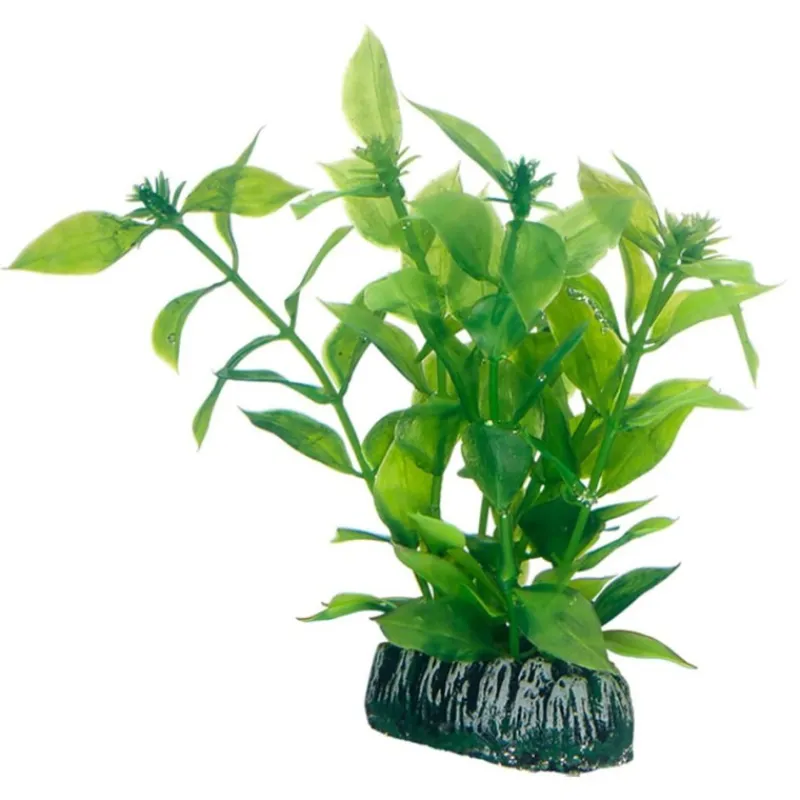 hobby_hygrophila_0.webp HOBBY Hygrophila New