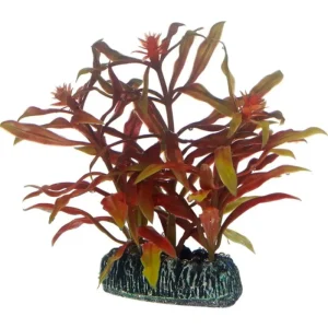 HOBBY Nesaea Sale
