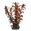 HOBBY Rotala Online