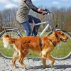 TRIXIE Laisse pour vélo et jogging Best