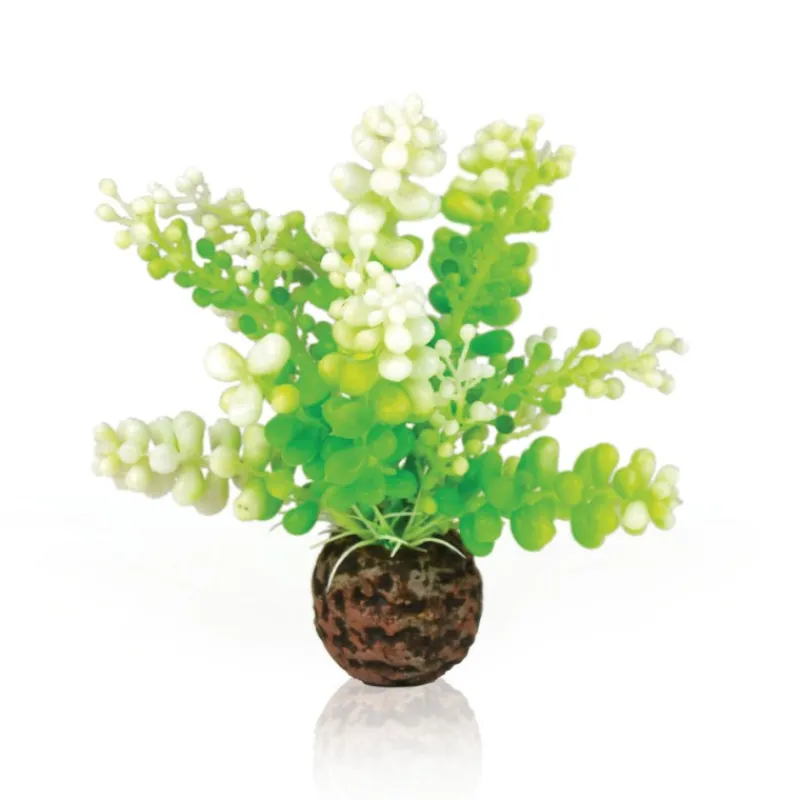 oase_biorb_plante_caulerp_0.webp OASE Biorb plante Caulerpe Outlet